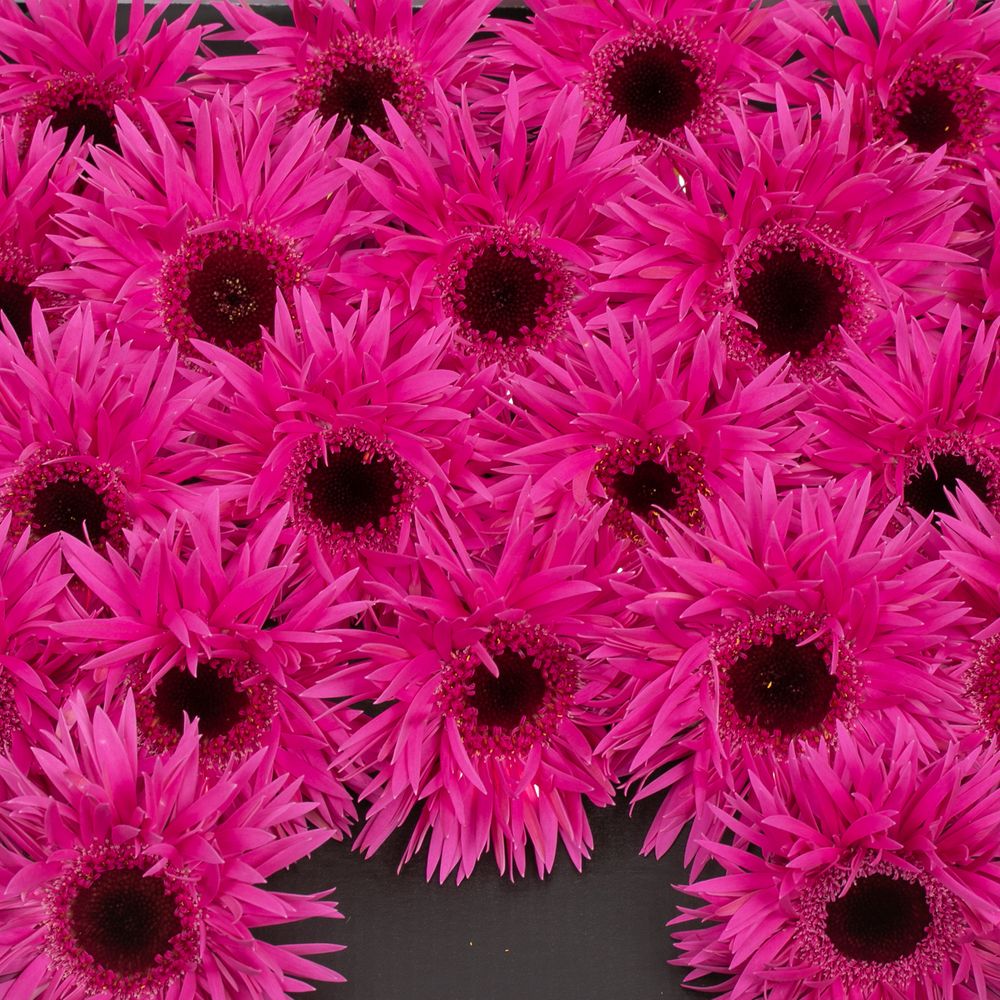 Germini fuchsia Punki Irma