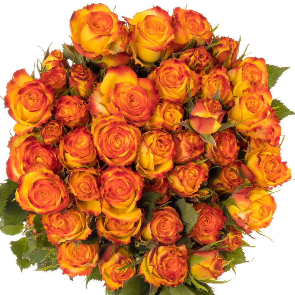 Rose verzweigt gelb/rot Eyeliner x10 5+Blüte 50cm