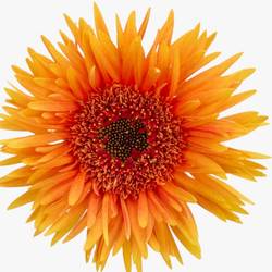 Germini orange Spin Punki Ruben