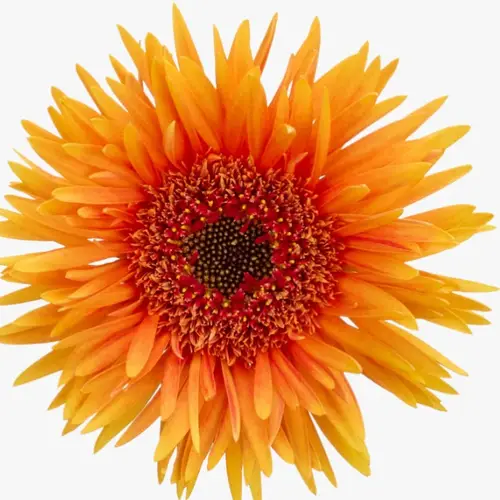 Germini orange Spin Punki Ruben