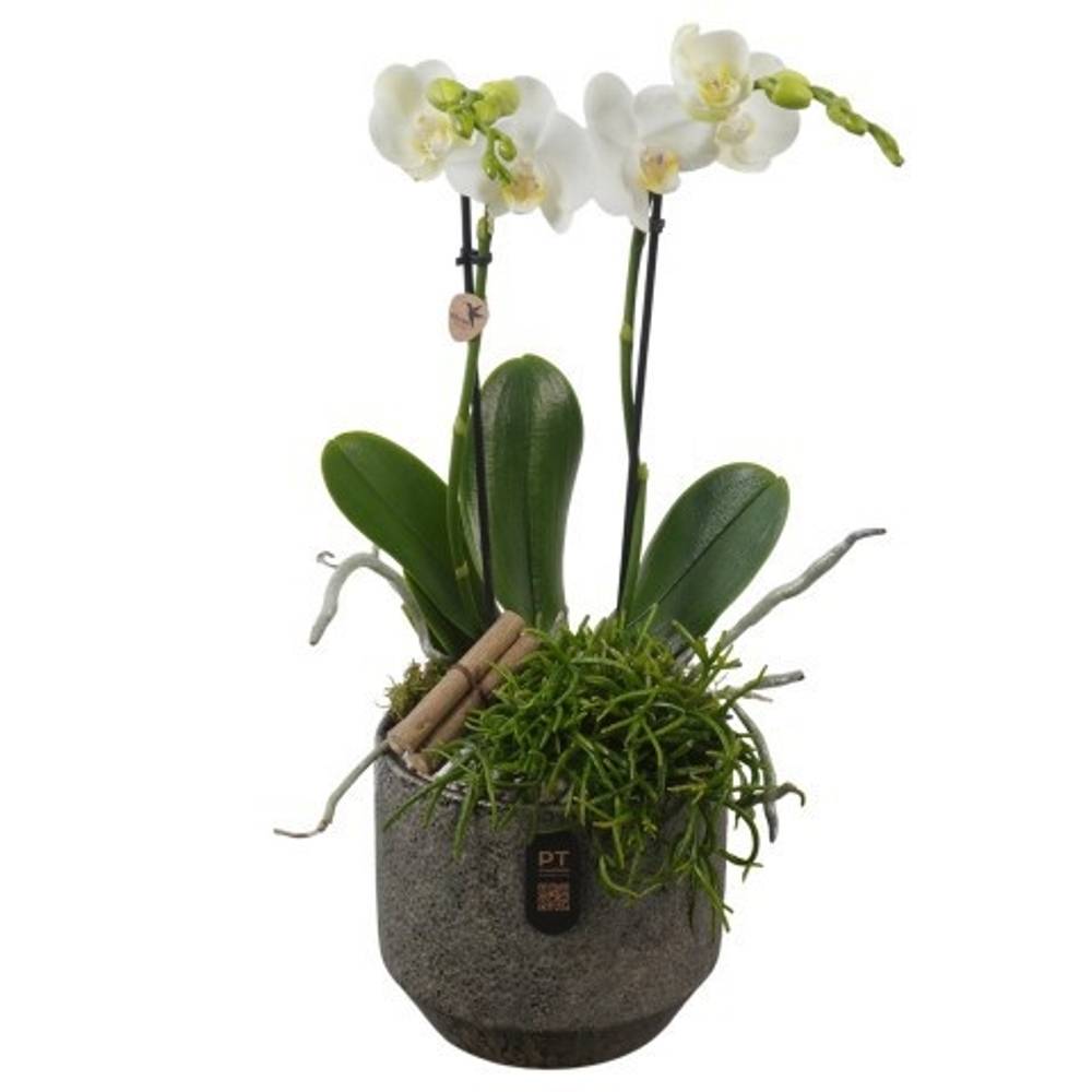 Phal.Arr PTIB5348 T16 H048