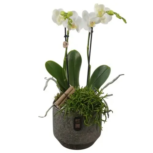 Phal.Arr PTIB5348 T16 H048