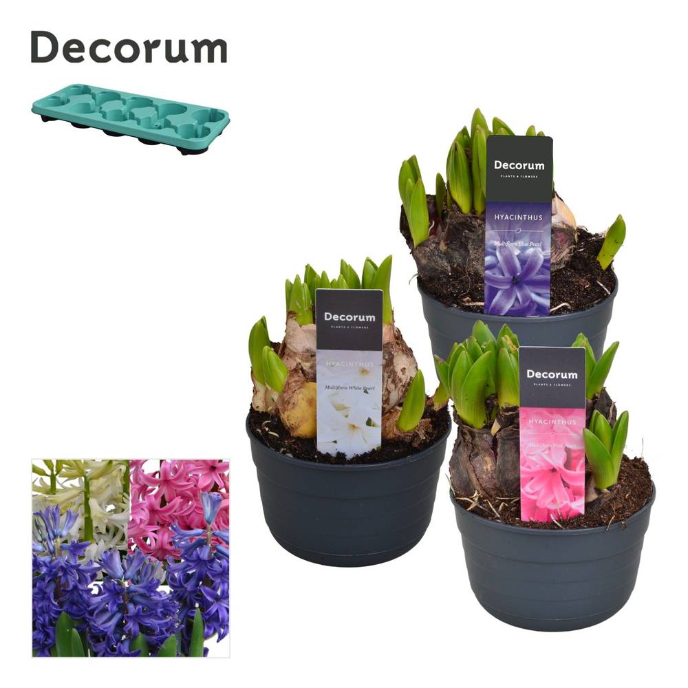 Hyazinthe mix Multiflora T10,5 H015
