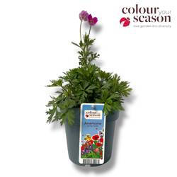 Anemone rosa Spring Beauty T15 H040