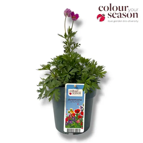 Anemone rosa Spring Beauty T15 H040