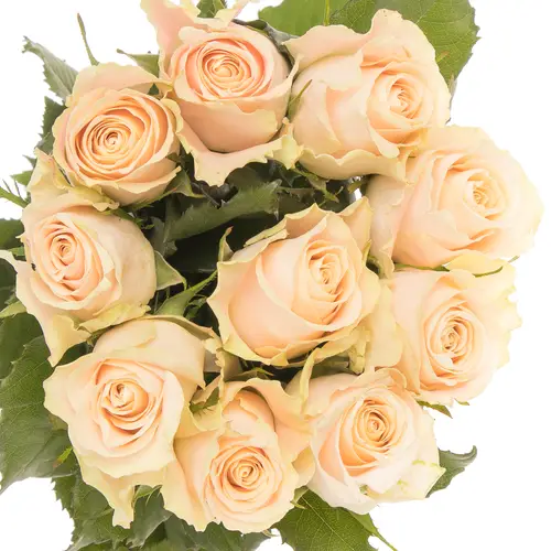 Rose apricot Charmant 50cm