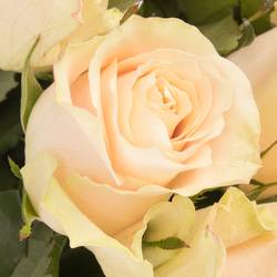Rose apricot Charmant 50cm