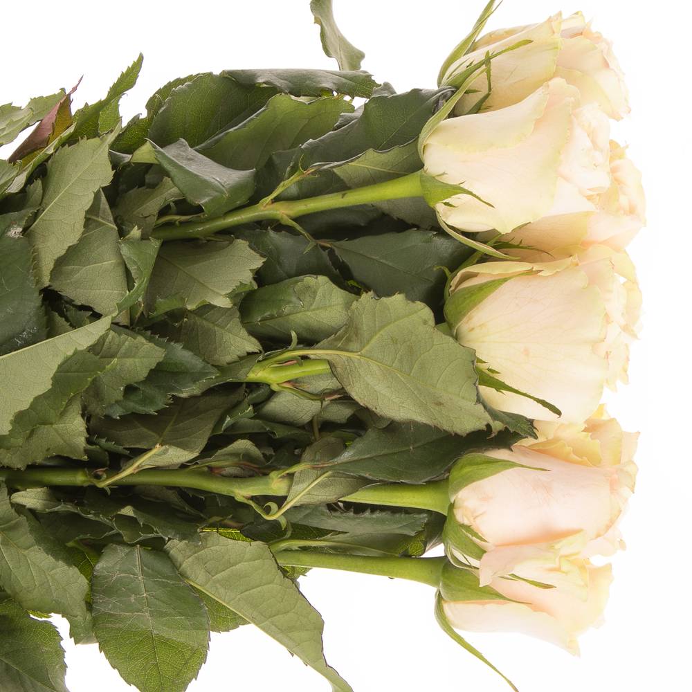 Rose apricot Charmant 50cm