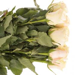 Rose apricot Charmant 50cm