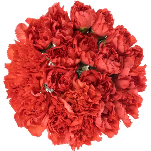 Nelke orange Tangelo 60cm