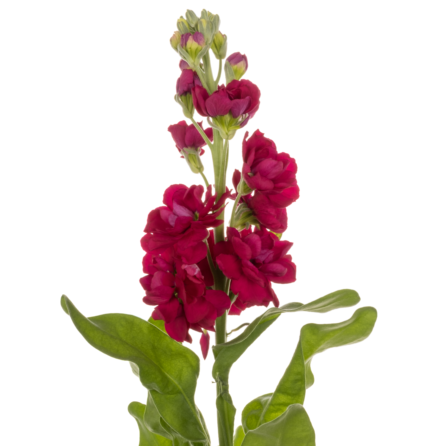 Levkoje rot Centum Red 60cm