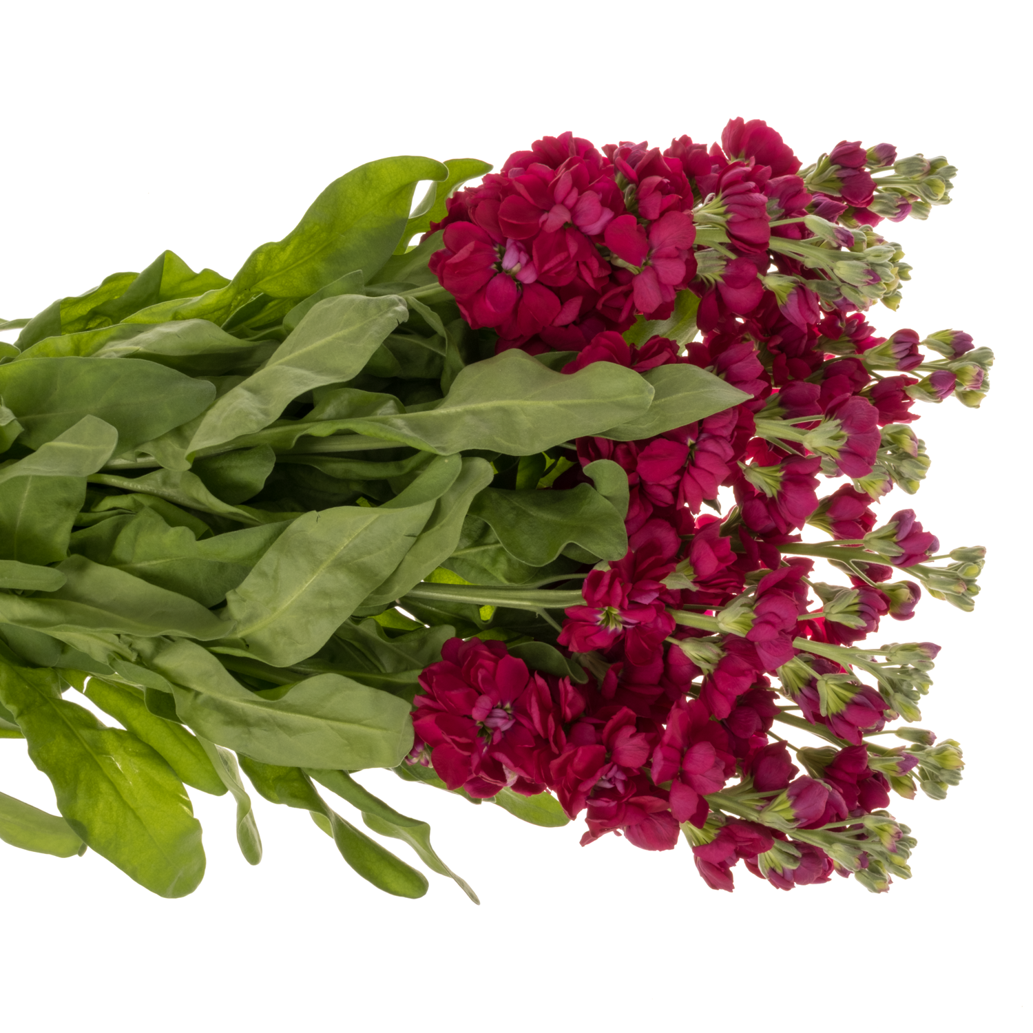 Levkoje rot Centum Red 60cm