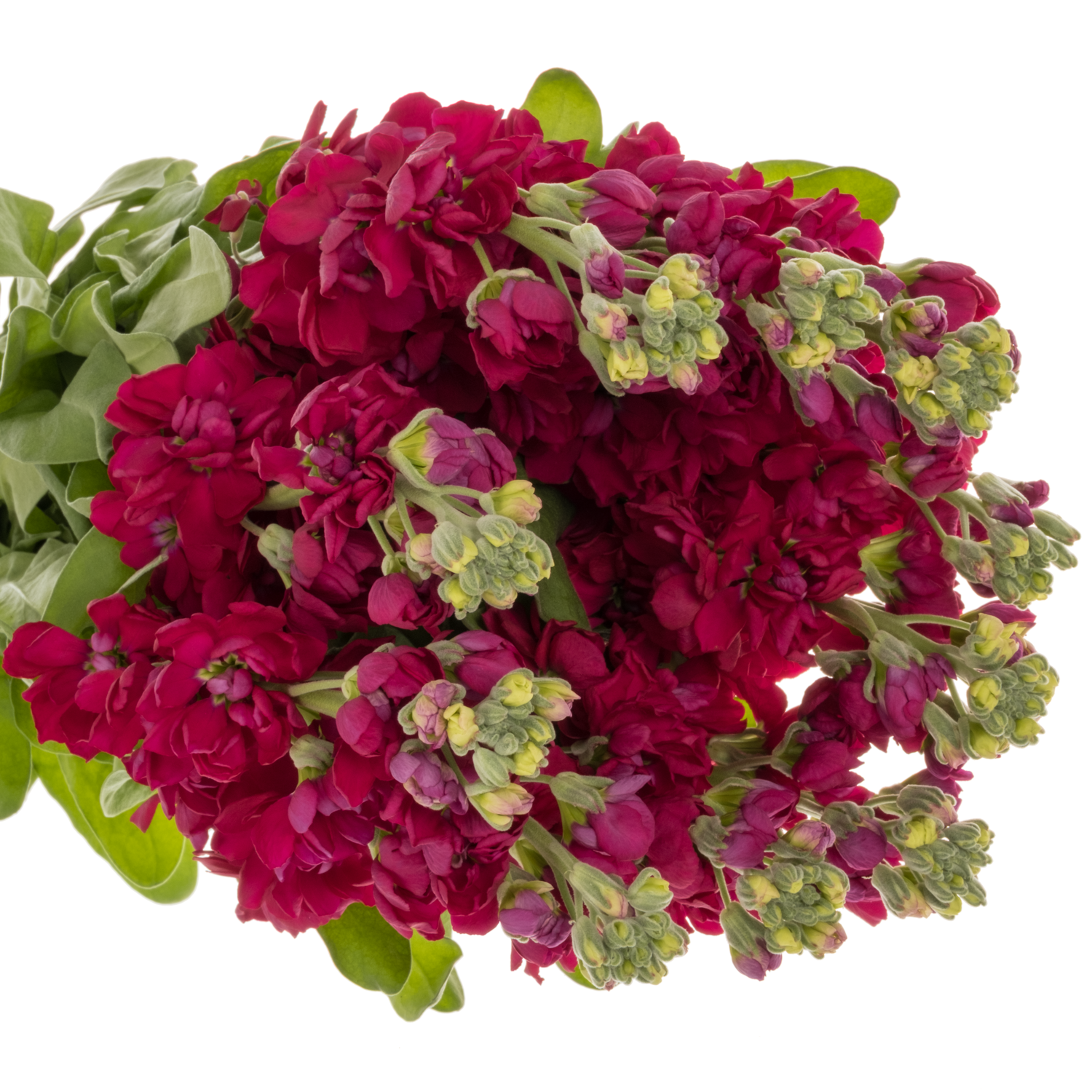 Levkoje rot Centum Red 60cm