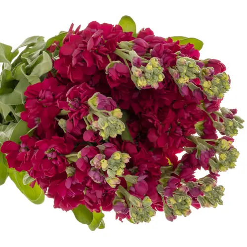 Levkoje rot Centum Red 60cm
