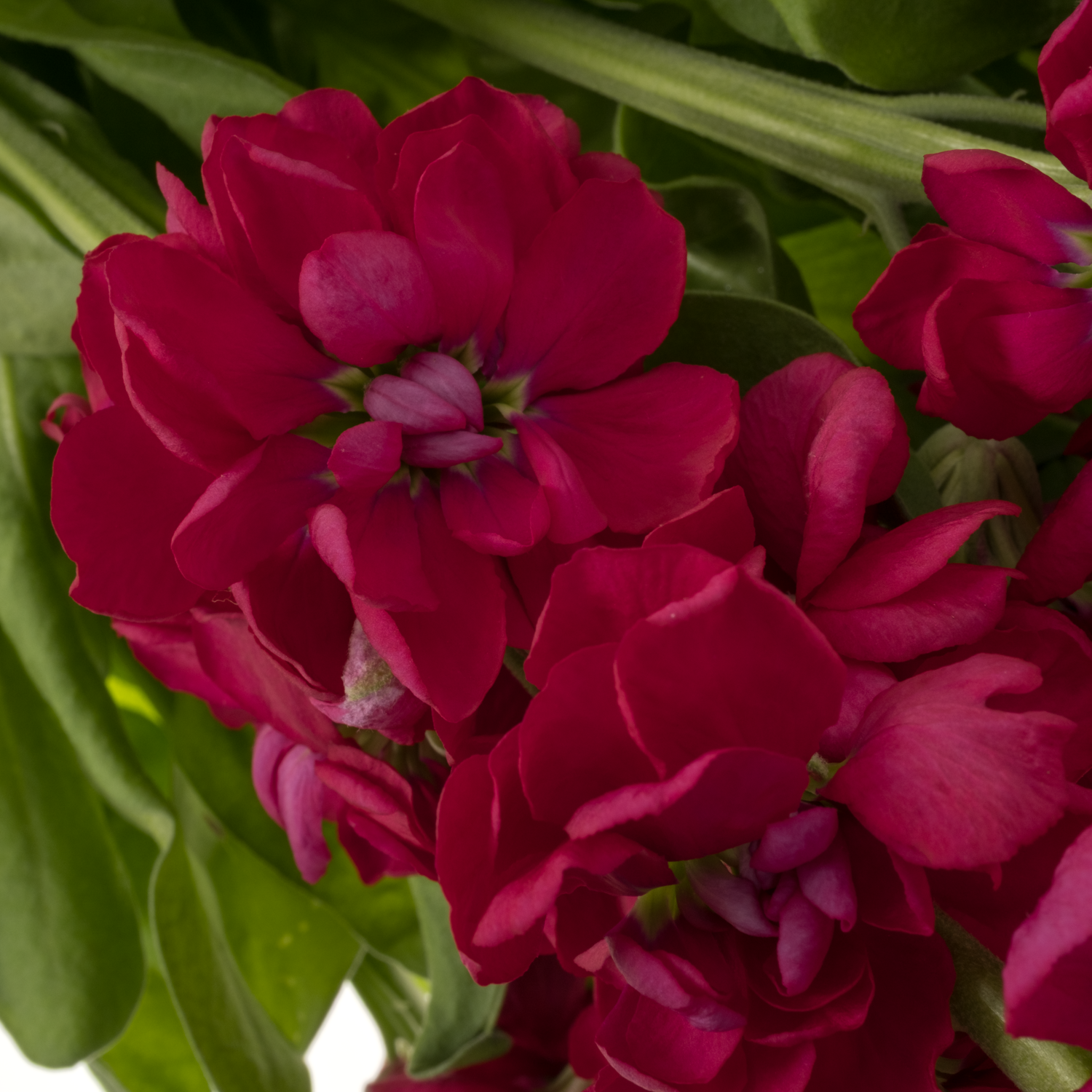 Levkoje rot Centum Red 60cm