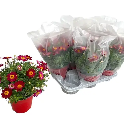 Margerite rot Strauch T14 H025