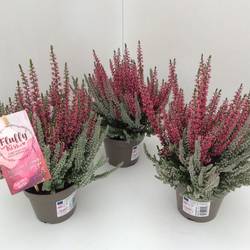 Calluna GG Fluffy Kiss T11 H020