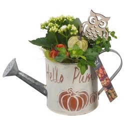 Kal.Arr PTHI5342 Herbst T12 H023