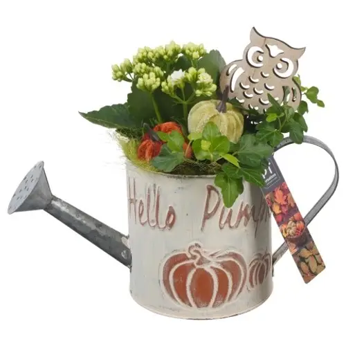 Kal.Arr PTHI5342 Herbst T12 H023