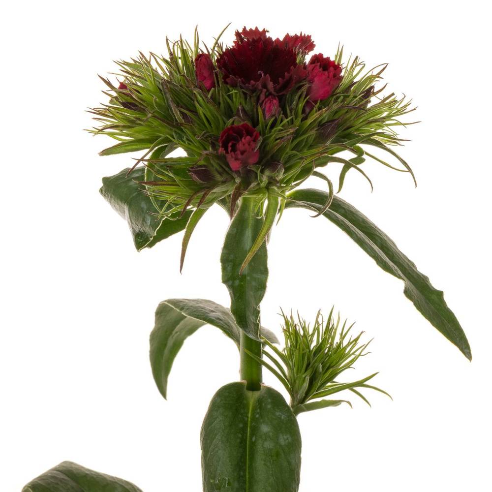 Bartnelke rot bordeaux Sweet Rot 40cm