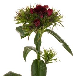 Bartnelke rot bordeaux Sweet Rot 40cm