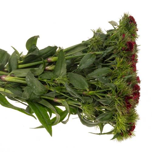 Bartnelke rot bordeaux Sweet Rot 40cm