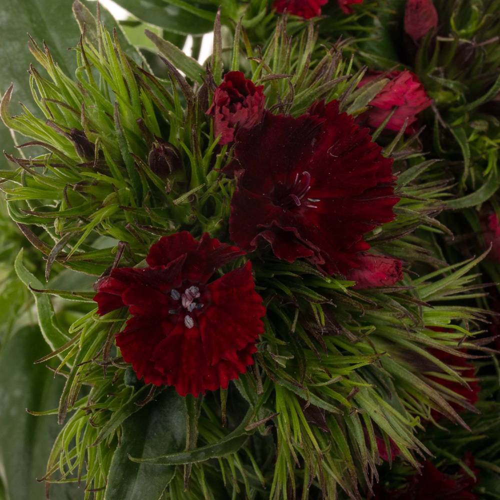 Bartnelke rot bordeaux Sweet Rot 40cm