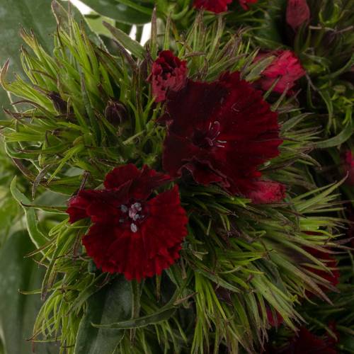 Bartnelke rot bordeaux Sweet Rot 40cm