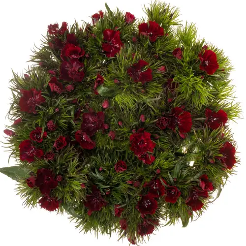 Bartnelke rot bordeaux Sweet Rot 40cm