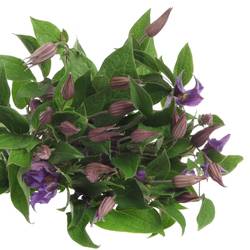 Clematis blau Blue Pirouette 60cm