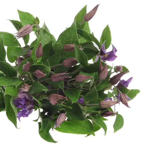 Clematis blau Blue Pirouette 60cm