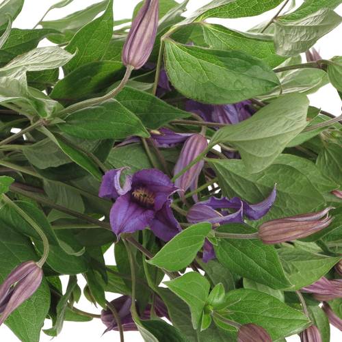 Clematis blau Blue Pirouette 60cm