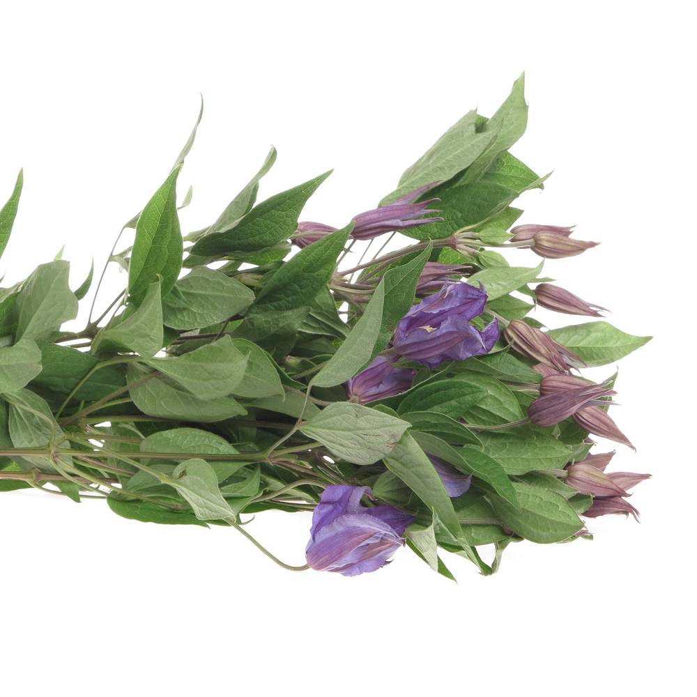 Clematis blau Blue Pirouette 60cm