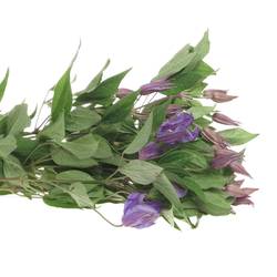 Clematis blau Blue Pirouette 60cm