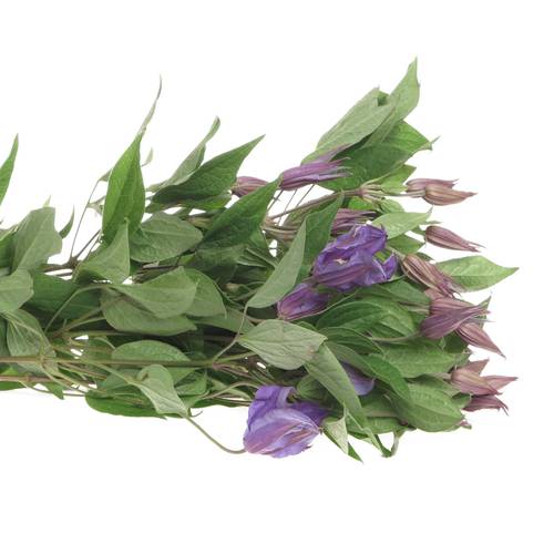 Clematis blau Blue Pirouette 60cm
