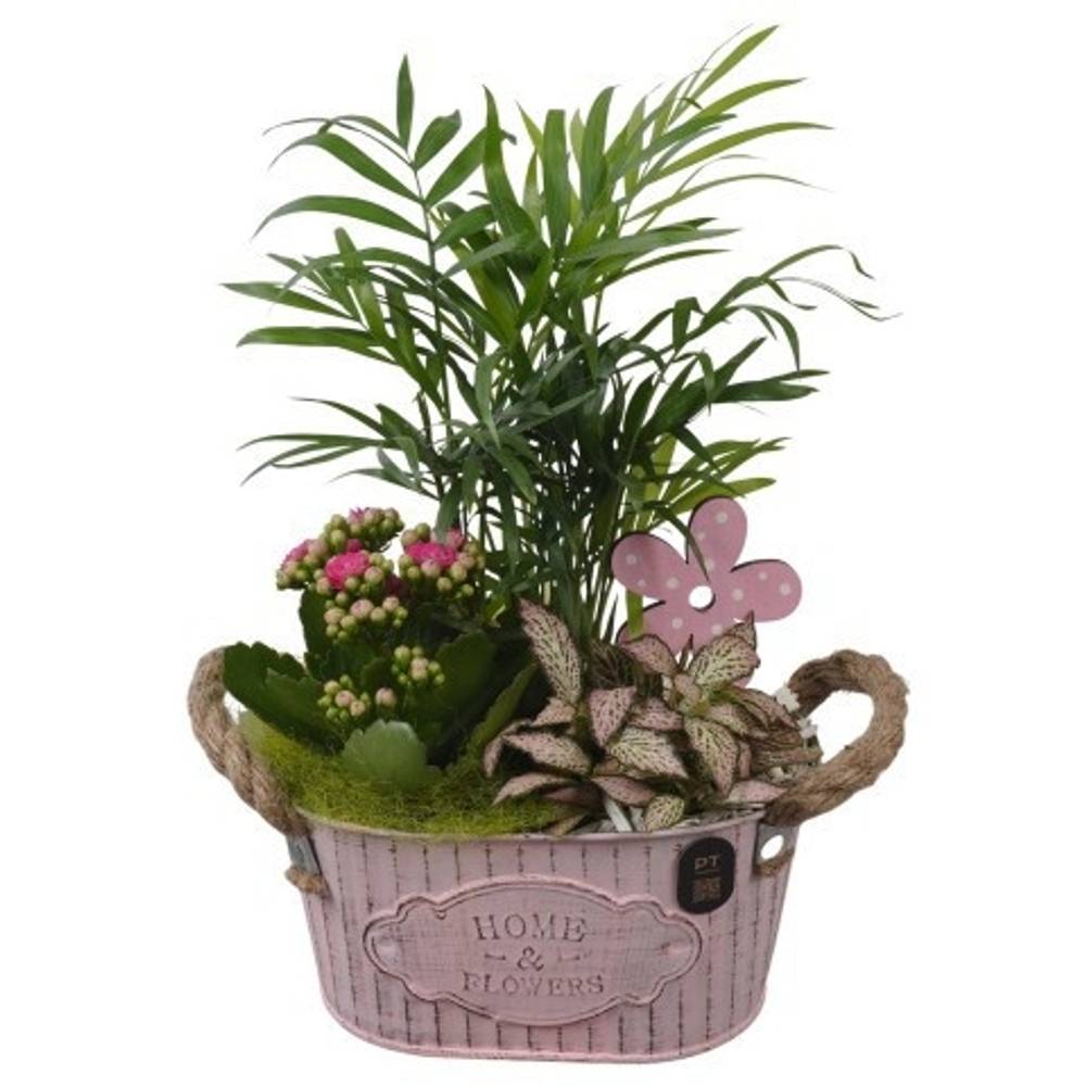 Chamaed.Arr PTIB5297 T19 H031