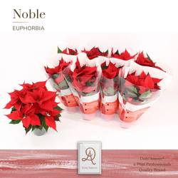 Poinsettia rot 4+ T12 H030