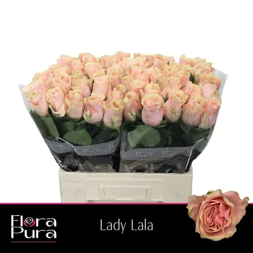 Rose apricot Lady Lala 50cm