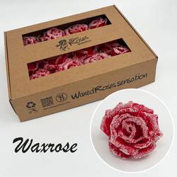 Seiden Wachs Rose eisig rot