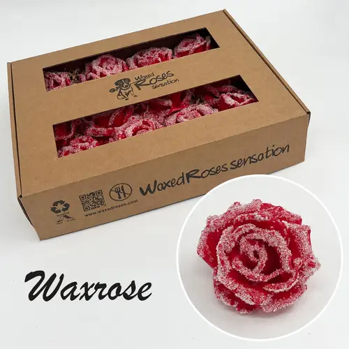 Seiden Wachs Rose eisig rot
