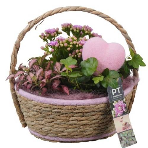 Kal.Arr PTVMB2334 T20 H024