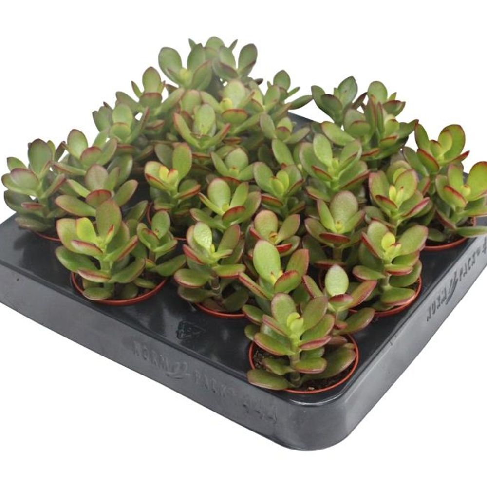 Crassula Minor 1 T06 H08