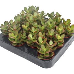 Crassula Minor 1 T06 H08