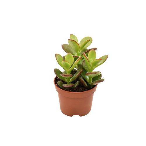 Crassula Minor 1 T06 H08