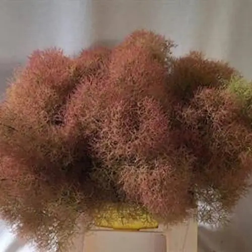 Cotinus Orange Young Lady 40cm