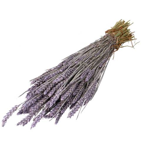 Trocken Weizen lila L70cm