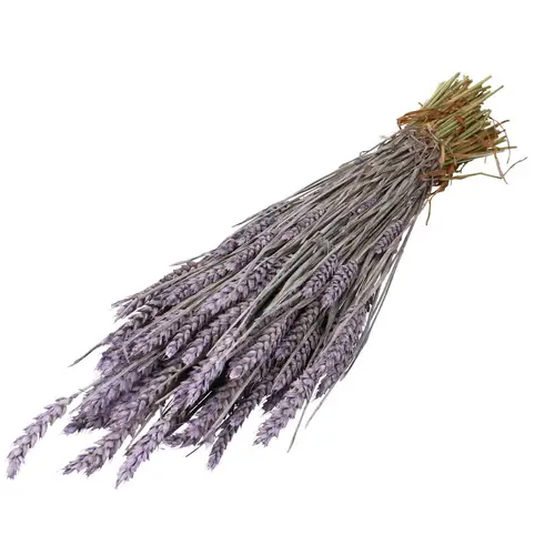Trocken Weizen lila L70cm