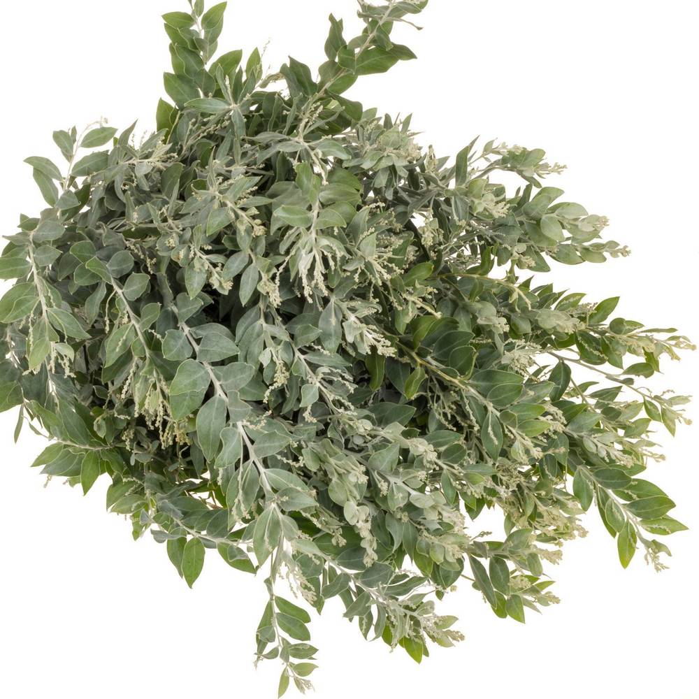 Mimosa grau Denis Boden 60cm