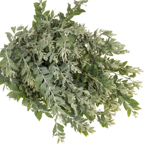 Mimosa grau Denis Boden 60cm