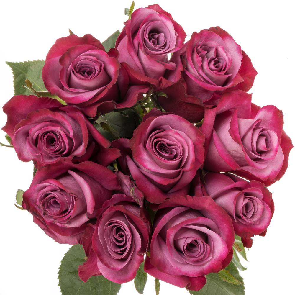 Rose lila Violet Hill (Ec) 70cm